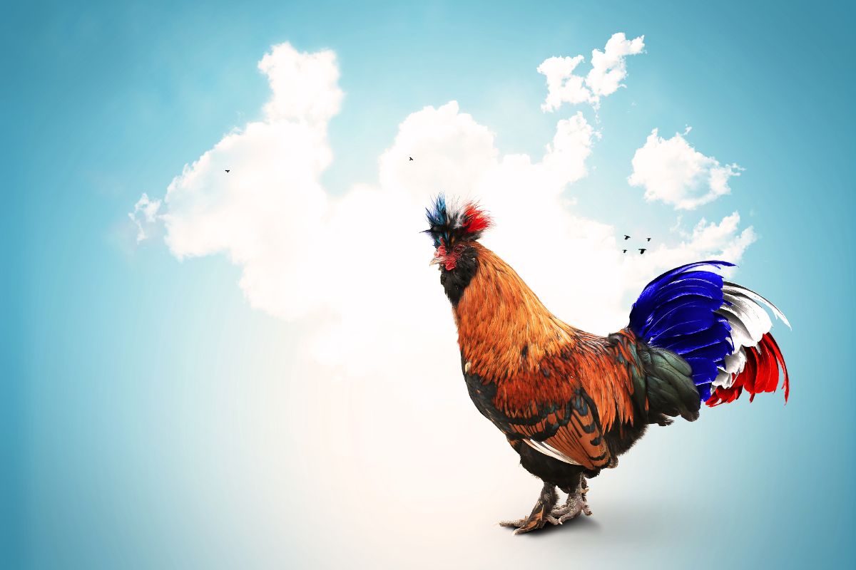 le coq est le symbole officiel de la France