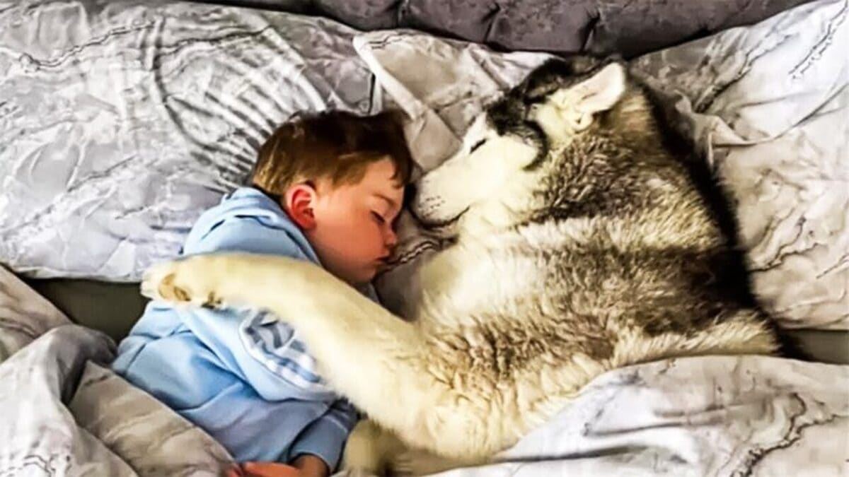 Ce chien dort chaque nuit avec un garçon