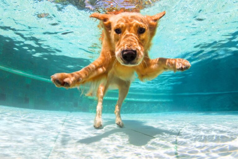 Ce chien joue tranquillement dans la piscine