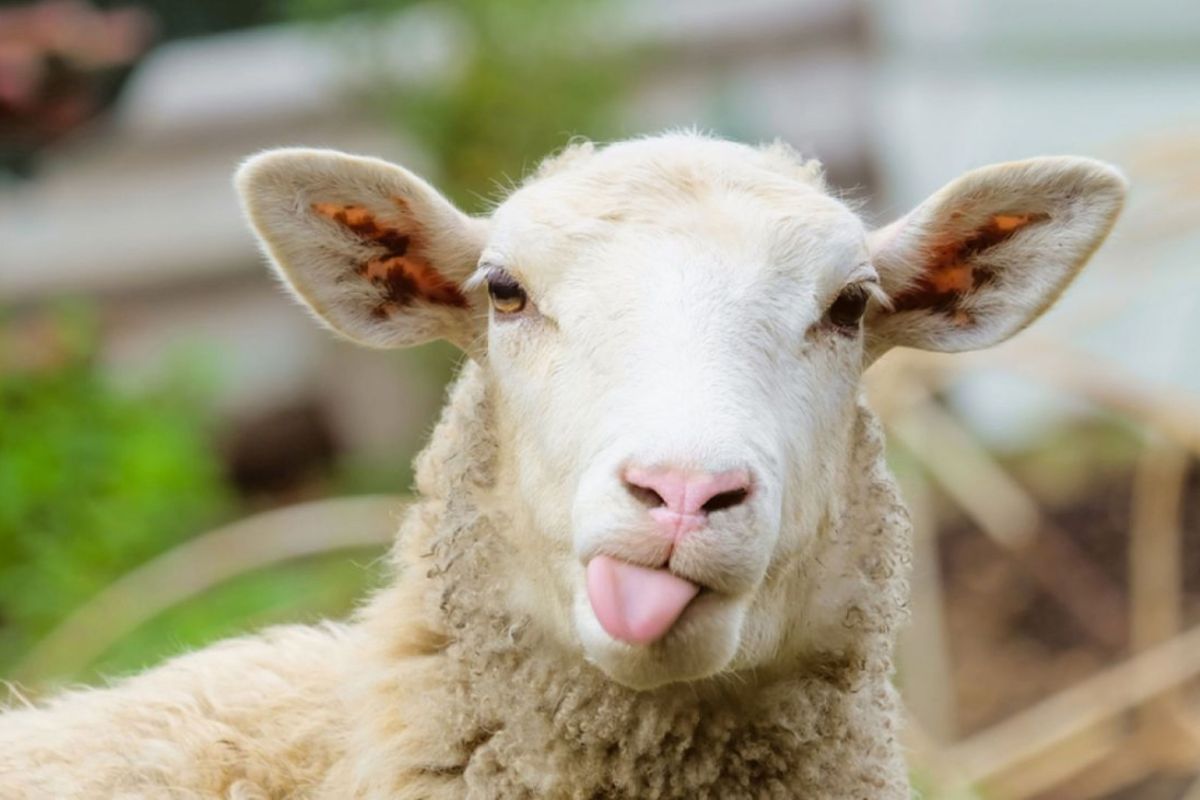 Il croit sauver un mouton au bord de la route