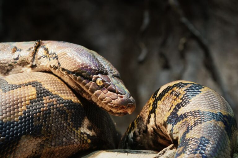 Il dormait avec un python