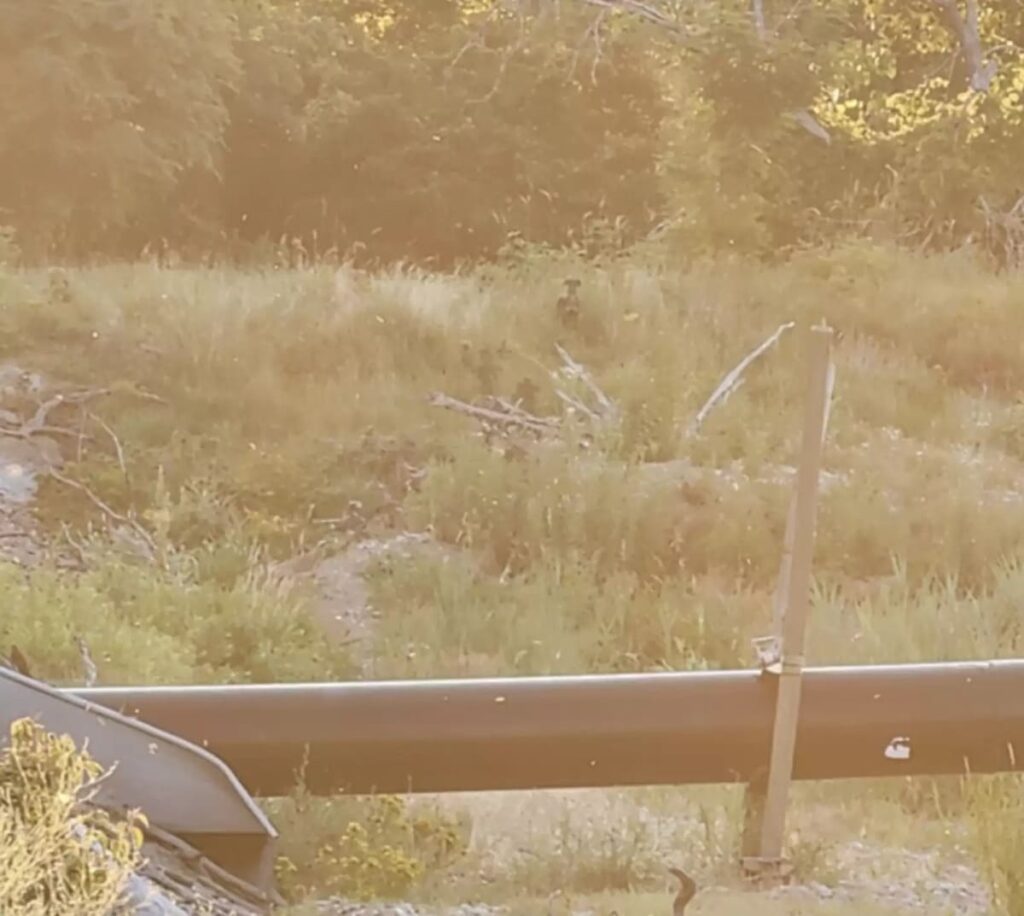 Les sauveteurs repèrent une silhouette au loin 1