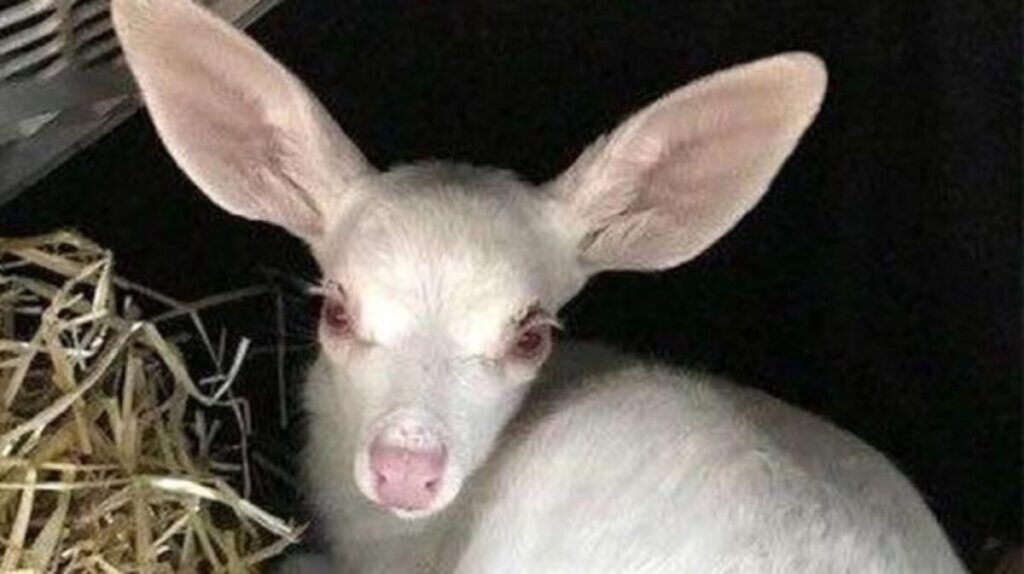 Quand l’instinct de secours prend le dessus