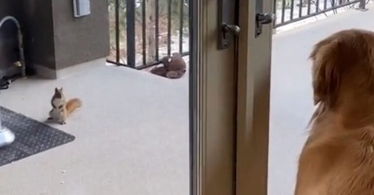 Un écureuil rend visite chaque jour à un chien