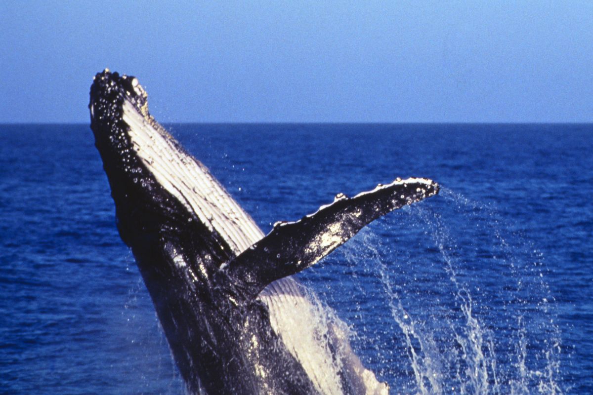 Une baleine approche un bateau et semble demander de l’aide la vidéo intrigue