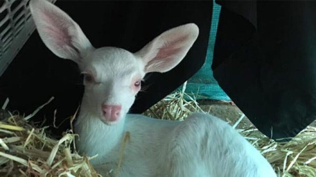 Une créature inattendue