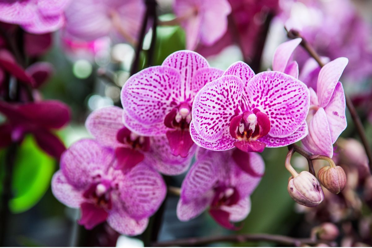 Votre orchidée ne fleurit plus et voici l’astuce qui relance la floraison