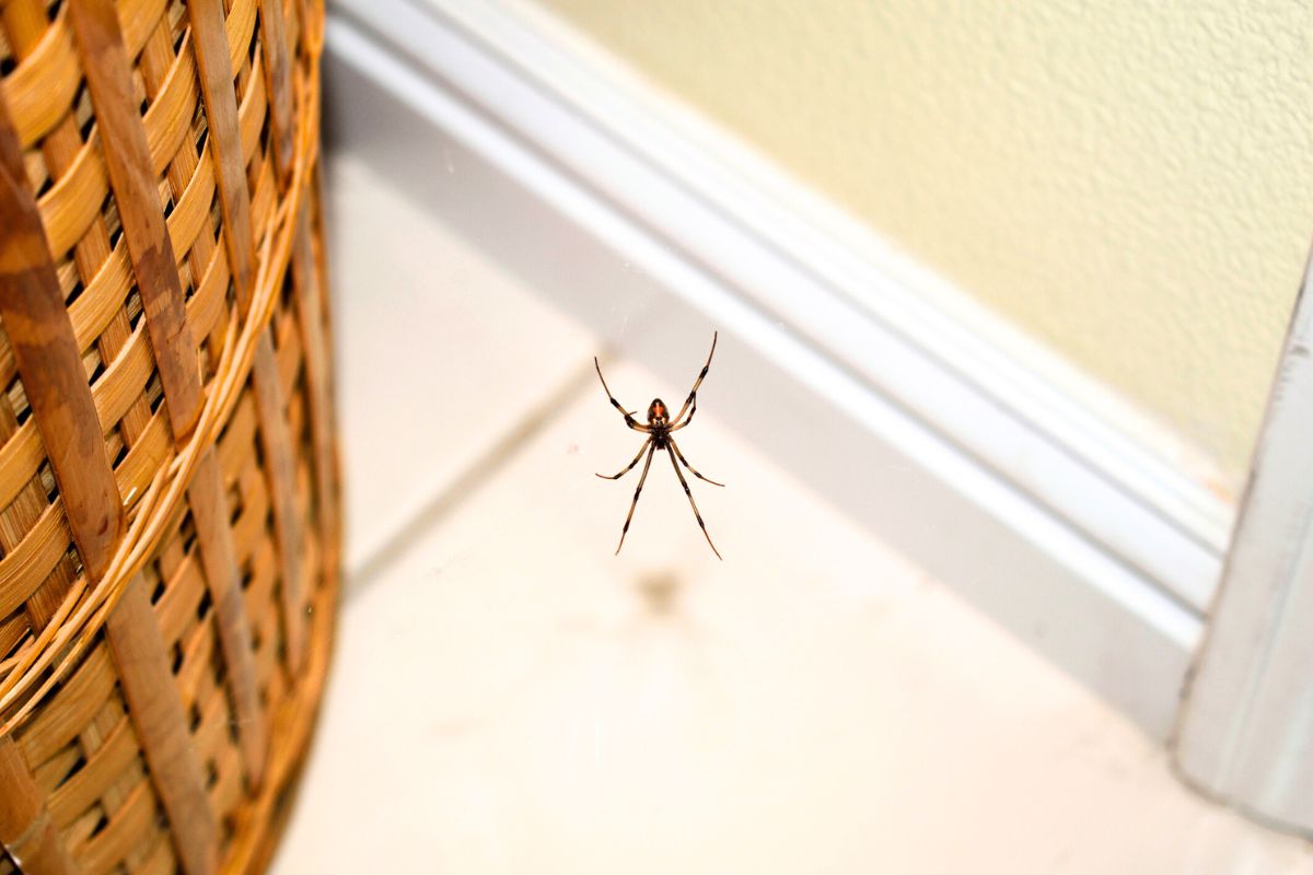 araignées chez vous