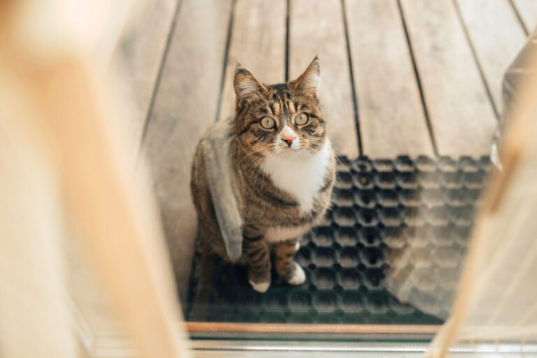 chat