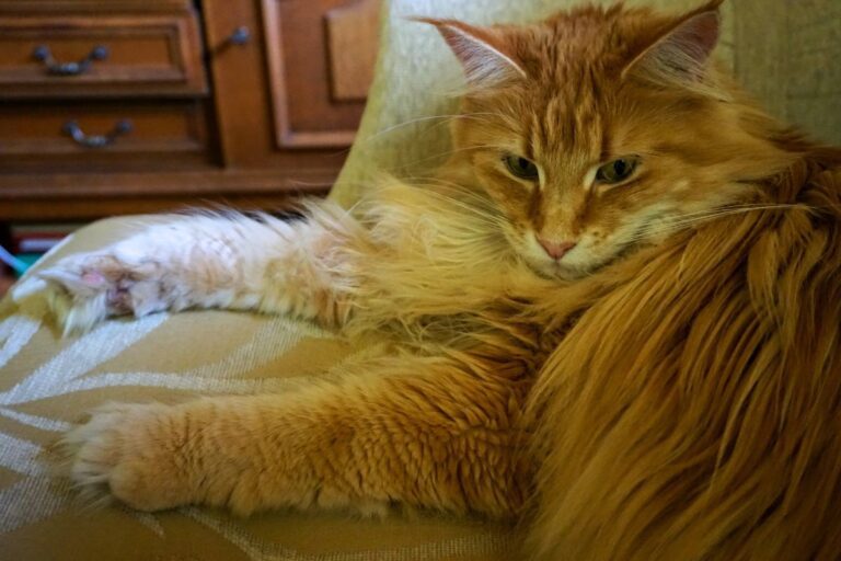 chat géant