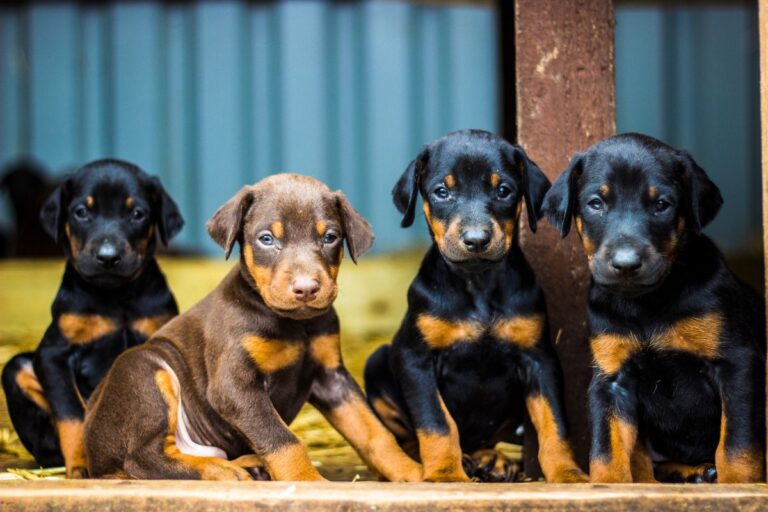 Top 5 des chiens de garde