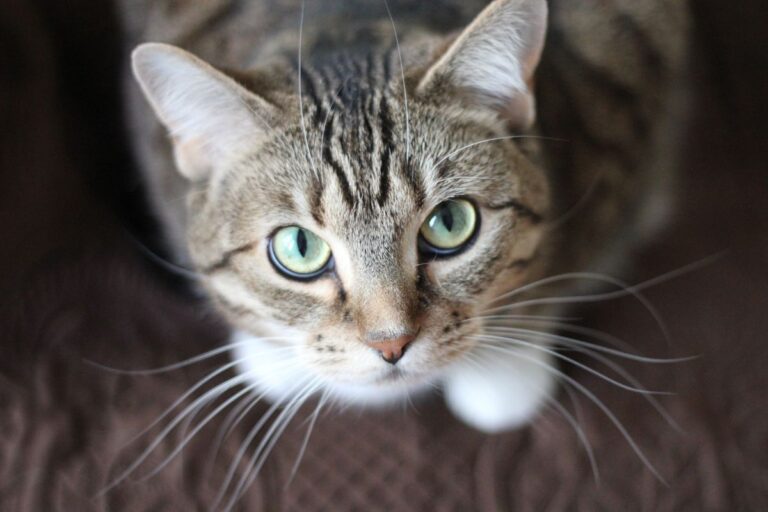 Son chat le fixe chaque nuit