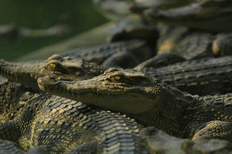 100 bébés crocodiles