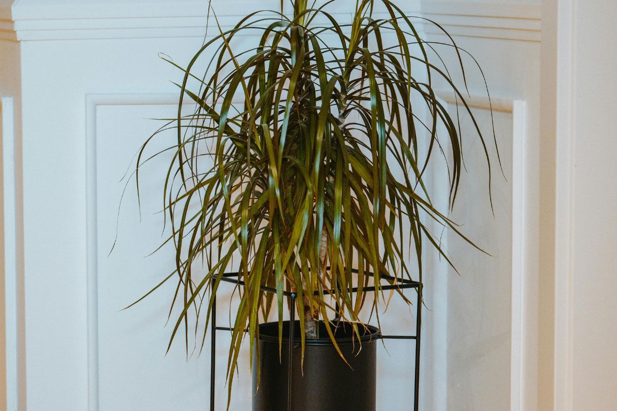 Voici pourquoi les pointes de vos plantes d’intérieur brunissent