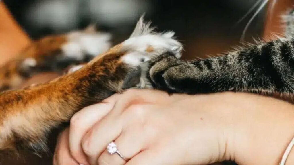 leur ultime souhait avant de mourir, selon une vétérinaire