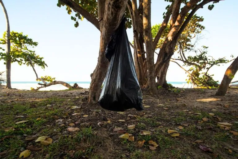 sacs noirs dans un arbre